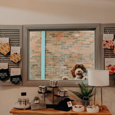 Dog in window