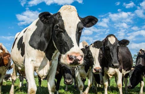 cows