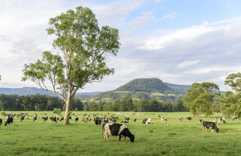 cows in a field